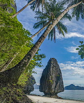 Rock formation and palm trees on beach, Hidden Beach, Palawan, Philippines