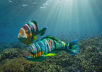 Parrotfish (Scarus sp) pair, Negros Oriental, Philippines