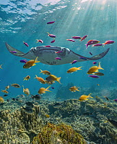 Reef Manta Ray (Manta alfredi) and Basslet (Pseudanthias sp) school, Indonesia