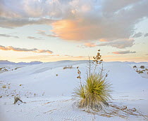 Agave (Agave sp) in desert, White Sands National Park, New Mexico