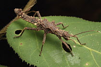 Stick Insect (Dares ulula) juvenile, Kubah National Park, Sarawak, Borneo, Malaysia