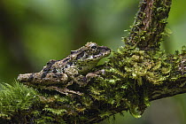 Mossy Bush Frog (Philautus macroscelis) female, Mount Kinabalu National Park, Sabah, Borneo, Malaysia