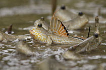 Gold-spotted Mudskipper (Periophthalmus chrysospilos) group, Bako National Park, Sarawak, Borneo, Malaysia