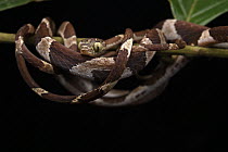 Blunt-headed Tree Snake (Imantodes cenchoa), Yasuni National Park, Ecuador