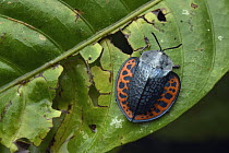 Leaf Beetle (Omaspides sp), Mashpi Amagusa Reserve, Ecuador