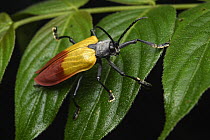 Hispid Leaf Beetle (Alurnus costalis), Mashpi Amagusa Reserve, Ecuador
