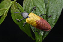 Hispid Leaf Beetle (Alurnus costalis), Mashpi Amagusa Reserve, Ecuador