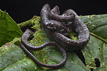 Vieira's Snail-eating Snake (Sibon vieirai), Mashpi Amagusa Reserve, Ecuador