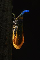 Lantern Fly (Pyrops whiteheadi), Sepilok Forest Reserve, Sabah, Borneo, Malaysia