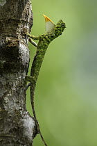Horned Flying Lizard (Draco cornutus) male in territorial display, Sepilok Forest Reserve, Sabah, Borneo, Malaysia