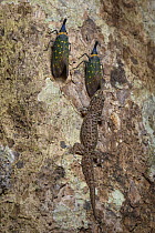 Four-clawed Gecko (Gehyra mutilata) guarding Lantern Fly (Pyrops whiteheadi) to feed on honeydew, Sepilok Forest Reserve, Sabah, Borneo, Malaysia