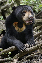 Sun Bear (Helarctos malayanus), Bornean Sun Bear Conservation Centre, Sabah, Borneo, Malaysia
