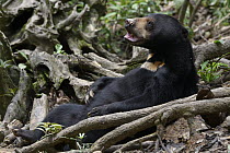 Sun Bear (Helarctos malayanus), Bornean Sun Bear Conservation Centre, Sabah, Borneo, Malaysia