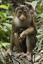 Pig-tailed Macaque (Macaca nemestrina) mother with young, Bornean Sun Bear Conservation Centre, Sabah, Borneo, Malaysia