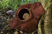 Rafflesia (Rafflesia keithii) flower, Poring Hotsprings, Sabah, Borneo, Malaysia