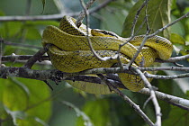 Red-tailed Green Ratsnake (Gonyosoma oxycephalum), Kinabatangan Wildlife Sanctuary, Sabah, Borneo, Malaysia
