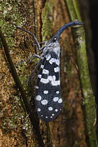 Lantern Fly (Pyrops maculatus), Sinharaja Forest Reserve, Sri Lanka