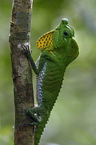 Lyreshead Lizard (Lyriocephalus scutatus) male in defensive posture, Sinharaja Forest Reserve, Sri Lanka