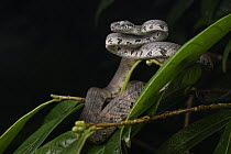 Barnes' Cat Snake (Boiga barnesii) in defensive posture, Sinharaja Forest Reserve, Sri Lanka