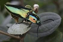 Click Beetle (Campsosternus templetoni), Horton Plains National Park, Sri Lanka