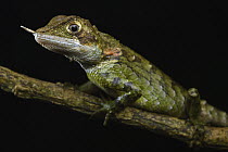 Horned-nosed Lizard (Ceratophora stoddarti) male, Nuwara Eliya, Sri Lanka