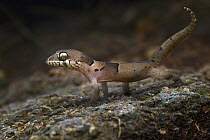 Northern Sri Lanka Gecko (Cyrtodactylus yakhuna), Sri Lanka