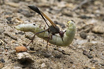 Wasp (Vespidae) carrying paralyzed caterpillar, Fianarantsoa Province, Madagascar