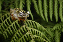 White-spotted Reed Frog (Heterixalus alboguttatus), Ranomafana National Park, Madagascar