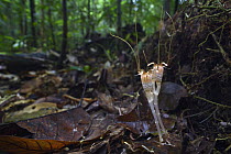 Fairy Lantern (Thismia neptunis) mushroom, unseen since its original discovery in 1866 by Odoardo Beccarii, it was re-discovered in 2018, Kubah National Park, Sarawak, Borneo, Malaysia