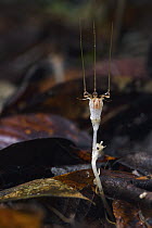 Fairy Lantern (Thismia neptunis) mushroom, unseen since its original discovery in 1866 by Odoardo Beccarii, it was re-discovered in 2018, Kubah National Park, Sarawak, Borneo, Malaysia