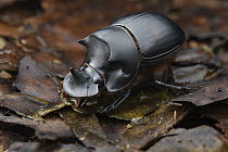 Dung Beetle (Catharsius dayacus) male, Sabah, Borneo, Malaysia
