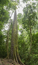 Yellow Meranti (Shorea faguetiana), named 'Menara' is the tallest recorded tropical tree in the world measuring100.8 meters recorded in January 2019, Danum Valley Conservation Area, Borneo, Sabah, Mal...