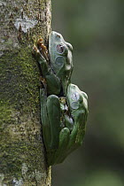 Bornean Smaller Flying Frog (Rhacophorus borneensis) pair in amplexus, Danum Valley Conservation Area, Borneo, Sabah, Malaysia