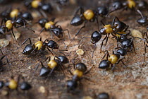 Ant (Crematogaster inflata) group, Kubah National Park, Sarawak, Borneo, Malaysia