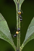 Carpenter Ant (Camponotus sp) which mimics toxic Ant (Crematogaster inflata), Kubah National Park, Sarawak, Borneo, Malaysia