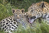 Leopard (Panthera pardus) mother grooming five-week-old cub, Jao Reserve, Botswana