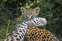 Leopard (Panthera pardus) five-week-old cub playing with mother, Jao Reserve, Botswana