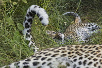 Leopard (Panthera pardus) five-week-old cub playing with mother's tail, Jao Reserve, Botswana