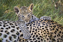 Leopard (Panthera pardus) five-week-old cub, Jao Reserve, Botswana