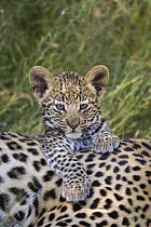 Leopard (Panthera pardus) five-week-old cub, Jao Reserve, Botswana