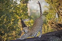 Leopard (Panthera pardus) female stretching, Jao Reserve, Botswana