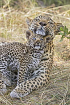Leopard (Panthera pardus) six-week-old cub nuzzling mother, Jao Reserve, Botswana