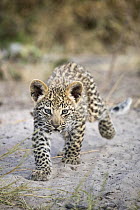 Leopard (Panthera pardus) six-week-old cub, Jao Reserve, Botswana