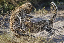 Leopard (Panthera pardus) six-week-old cubs playing, Jao Reserve, Botswana