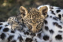 Leopard (Panthera pardus) six-week-old cub nursing, Jao Reserve, Botswana
