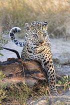 Leopard (Panthera pardus) female feeding on Thomson's Gazelle (Eudorcas thomsonii) kill, Jao Reserve, Botswana