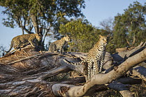 Leopard (Panthera pardus) mother and four-month-old cubs, Jao Reserve, Botswana