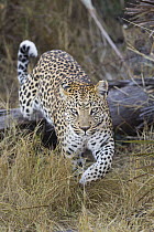 Leopard (Panthera pardus), Jao Reserve, Botswana