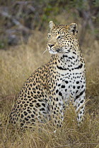 Leopard (Panthera pardus) female, Jao Reserve, Botswana