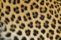 Leopard (Panthera pardus) fur, Jao Reserve, Botswana